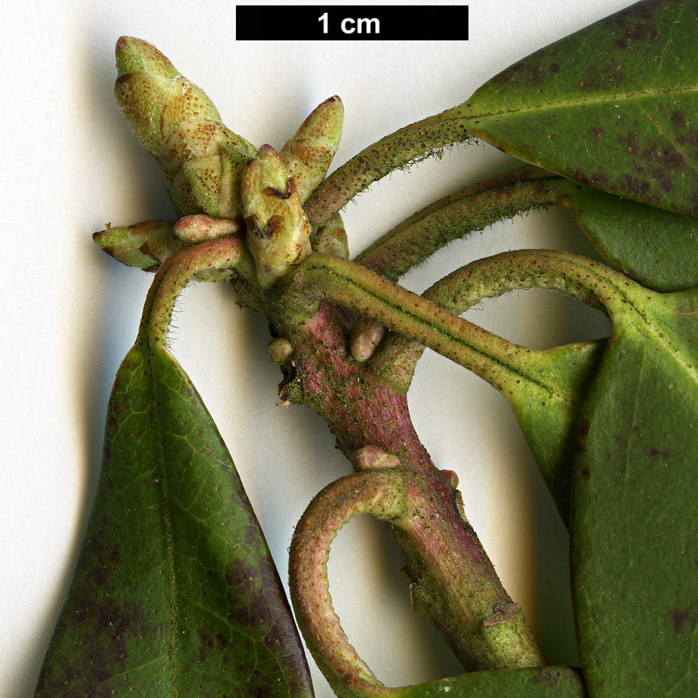 High resolution image: Family: Ericaceae - Genus: Rhododendron - Taxon: augustinii - SpeciesSub: subsp. chasmanthum